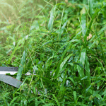 Jak vybrat nůžky na trávu